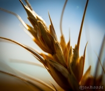 Wheat Up close and personal 