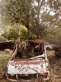 When nature takes over - this car has been there so long a whole tree has grown through it