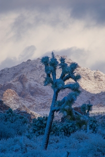 When the clouds broke during the Joshua Tree Snowstorm on Monday  x