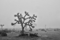 When the fog settles in Joshua Tree National Park 