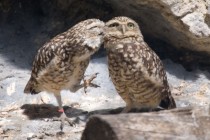 Whispering Burrowing Owls 