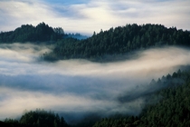 Whispy coastal fog and forest near the top of Mt Tamalpais Marin County CA 