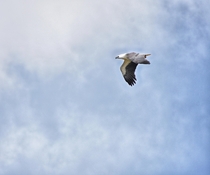 White bellied sea eagle Swansea Tasmania