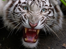 White Bengal tiger 