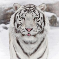White Bengal Tiger Panthera tigris tigris 