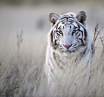 White Bengal Tiger Panthera tigris tigris Photo by Bridgena Barnard 