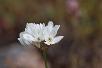 White Brodiaea Triteleia hyacinthina Yosemite National Park California 