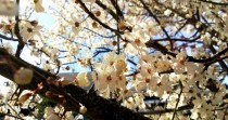 White cherry blossoms on Bainbridge Island Wa 