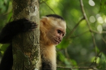 white-faced monkey 