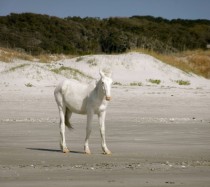 White feral colt at Cumberland Island GA  More info in comments