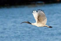 White ibis in flight Australia 