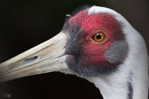 White-naped crane 