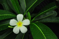 White Plumeria 