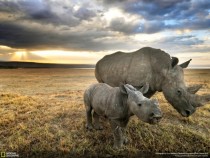 White Rhino and Baby 