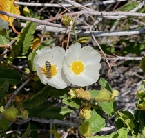 White Rock Rose Cistus sp in the Deumejian Wilderness Park
