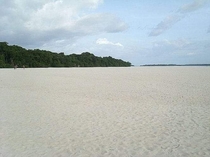White sand carpet in the Amazon in the municipality of Barcelos Brazil 