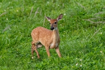 White-tailed deer fawn took this in south Florida