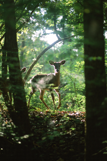 White-Tailed Deer shot with mm slide film 