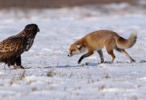 White-tailed Eagle Haliaeetus albicilla and Red Fox Vulpes vulpes  