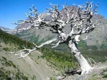 Whitebark Pine Pines Albicaulis in Glacier National Park Montana USA 