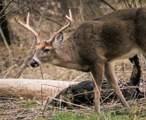 Whitetail buck in Cades cove