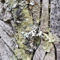 Who loves the different textures of lichen