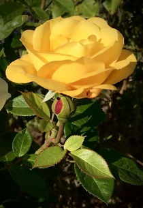 Why is it that the buds of even yellow shrub roses start out red