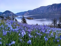 Widlflowers blooming in the Columbia River Gorge Washington 