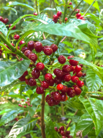 Wild coffee with fruit Psychotria nervosa 