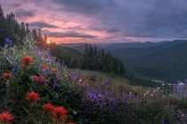 Wild flowers and a wild sunset on Mount Hood Oregon 