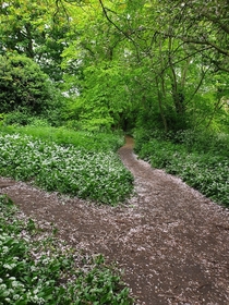 Wild garlic blooming about a month ago in Woodthorpe park Nottingham England  x