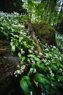 Wild garlic everywhere Serpentine Woods Kendal England 