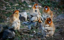 Wild golden monkeys Qinling Mountains China x