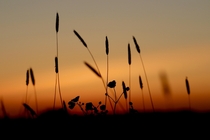 Wild grass against a sunset sky taken in Fryent Country Park London England No edits necessary
