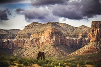 Wild horse grazing in Havasupai Canyon Arizona 