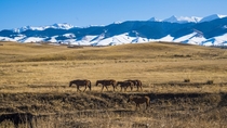 Wild horses Kazakhstan