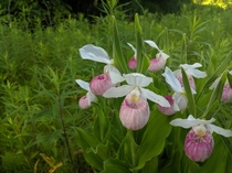 Wild Lady Slippers 