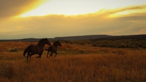 Wild Mustangs Equus ferus caballus Jicarilla Wild Horse Refuge New Mexico 