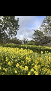 Wild mustard and spring meadow Pleasant Hill Northern California USA 