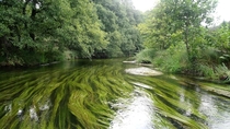 Wild River in Poland Late summer  The green calm 