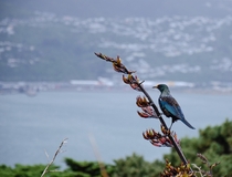 Wild Tui overlooking his domain  Wellington New Zealand