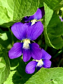 Wild violet Viola sororia all over my yard here in Chicago