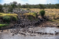 Wildebeests crossing the Mara river in Tanzania 