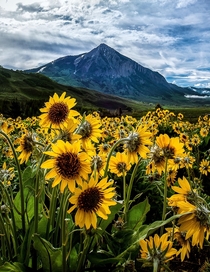 Wildflower capital Crested Butte CO 