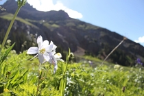 Wildflower in the San Juan mountains of Colorado 