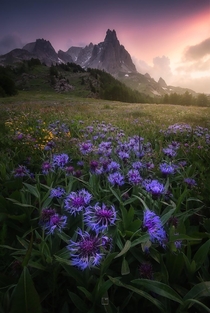 Wildflower paradise Alps France 