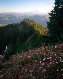 Wildflower season in full swing Alpine Lakes Wilderness WA 