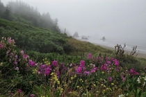 Wildflowers along the foggy Oregon coast 