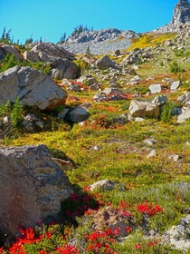 Wildflowers and Boulders in the Cascade Mountains Washington 