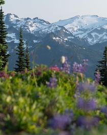 Wildflowers and glaciers in Washingtons Central Cascades  realjakesherman
